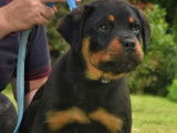 A vendre : 1 m&acirc;le et 1 femelle Rottweiler LOF &acirc;g&eacute;s de 5 mois