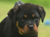 A vendre : 1 m&acirc;le et 1 femelle Rottweiler LOF &acirc;g&eacute;s de 5 mois