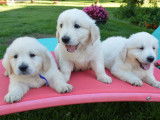 Trois chiots femelles Golden Retriever absolument craquants disponibles à la vente