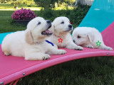 Trois chiots femelles Golden Retriever absolument craquants disponibles à la vente