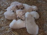 Trois chiots femelles Golden Retriever absolument craquants disponibles à la vente