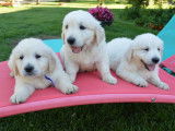 Trois chiots femelles Golden Retriever absolument craquants disponibles à la vente