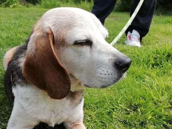 A adopter : Lila, femelle Beagle âgée de 12 ans