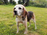 A adopter : Lila, femelle Beagle &acirc;g&eacute;e de 12 ans