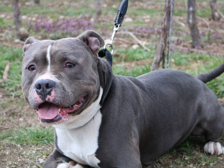 Litchi mâle American Staffordshire Terrier gris nonLOF à placer Petite Annonce chien