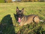 Propose étalon Berger Belge Malinois pour saillie