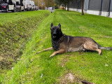 Propose étalon Berger Belge Malinois pour saillie