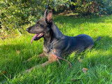 Propose étalon Berger Belge Malinois pour saillie