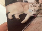 Chien adulte de race Husky Sibérien Mâle à donner