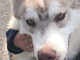 Chien adulte de race Husky Sibérien Mâle à donner