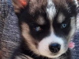 À vendre, craquants chiots femelles type Husky