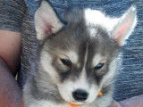 À vendre, craquants chiots femelles type Husky