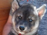 À vendre, craquants chiots femelles type Husky