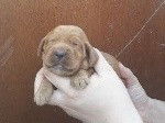 Mignons chiots Cocker Anglais, LOF, disponibles à l’adoption : 2 femelles et 2 mâles