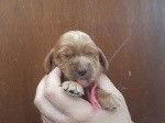 Mignons chiots Cocker Anglais, LOF, disponibles à l’adoption : 2 femelles et 2 mâles