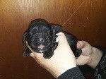 Mignons chiots Cocker Anglais, LOF, disponibles à l’adoption : 2 femelles et 2 mâles