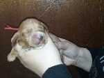 Mignons chiots Cocker Anglais, LOF, disponibles à l’adoption : 2 femelles et 2 mâles