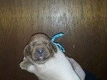 Mignons chiots Cocker Anglais, LOF, disponibles à l’adoption : 2 femelles et 2 mâles