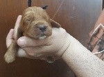 Mignons chiots Cocker Anglais, LOF, disponibles à l’adoption : 2 femelles et 2 mâles