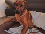 Cède mâle Rhodesian Ridgeback