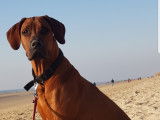Cède mâle Rhodesian Ridgeback