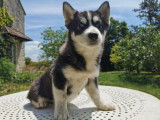 Magnifique mini Husky (Pomsky) &agrave; vendre