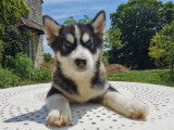 Magnifique mini Husky (Pomsky) &agrave; vendre
