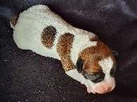 À vendre, chiot mâle Jack Russell Terrier, LOF