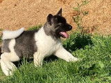 Craquants chiots Akita Américain disponibles à la vente : une femelle et trois mâles
