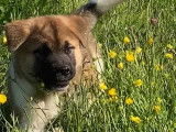 Craquants chiots Akita Américain disponibles à la vente : une femelle et trois mâles