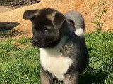 Craquants chiots Akita Américain disponibles à la vente : une femelle et trois mâles