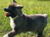 Craquants chiots Akita Américain disponibles à la vente : une femelle et trois mâles