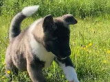 Craquants chiots Akita Américain disponibles à la vente : une femelle et trois mâles