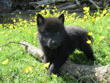 Gentils chiots Schipperke, LOF, prêts à être adoptés