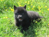 Gentils chiots Schipperke, LOF, prêts à être adoptés