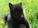 Gentils chiots Schipperke, LOF, prêts à être adoptés