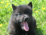 Gentils chiots Schipperke, LOF, prêts à être adoptés