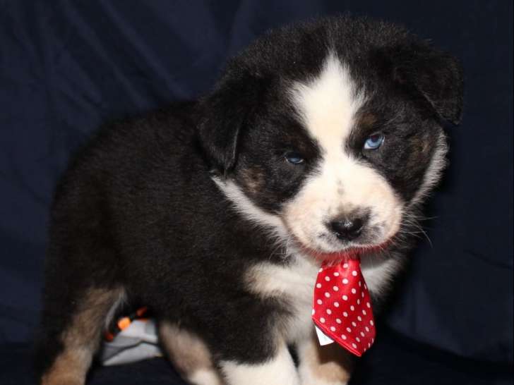 Adorable chiot Berger Australien, LOF, recherche un foyer aimant