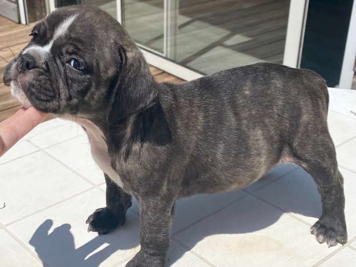 Chiots Exotic Bully