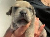 Superbes chiots Staffordshire Bull Terrier, LOF, à vendre : 4 femelles et 3 mâles