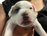Superbes chiots Staffordshire Bull Terrier, LOF, à vendre : 4 femelles et 3 mâles