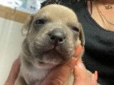 Superbes chiots Staffordshire Bull Terrier, LOF, à vendre : 4 femelles et 3 mâles