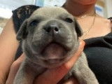 Superbes chiots Staffordshire Bull Terrier, LOF, à vendre : 4 femelles et 3 mâles