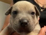 Superbes chiots Staffordshire Bull Terrier, LOF, à vendre : 4 femelles et 3 mâles