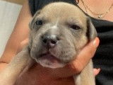 Superbes chiots Staffordshire Bull Terrier, LOF, à vendre : 4 femelles et 3 mâles