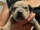 Superbes chiots Staffordshire Bull Terrier, LOF, à vendre : 4 femelles et 3 mâles