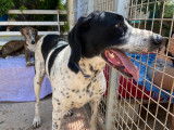 Femelle noire et blanche née en 2014 à placer