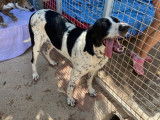 Femelle noire et blanche née en 2014 à placer