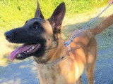 Croisé Malinois mâle à placer