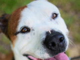 Mâle brun et blanc type American Staffordshire né en 2016 à placer